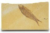 Detailed Fossil Fish (Knightia) - Wyoming #333729-1